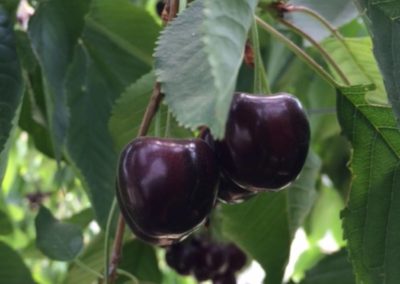 Le temps des cerises et framboises