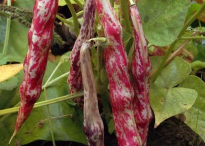 Culture de haricots borlotti vente directe agriculteur geneve versoix