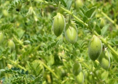 Culture de pois chiche vente directe agriculteur geneve versoix