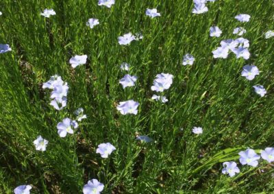 Lin en fleur vente directe agriculteur geneve versoix