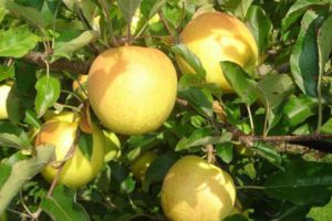 Pomme vente directe agriculteur geneve versoix