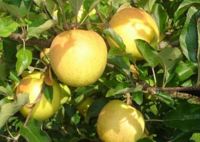 Les fruits d’automne