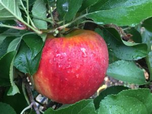 Pomme2 vente directe agriculteur geneve versoix