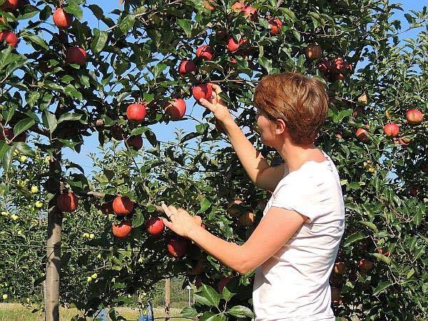pommes vente directe agriculteur geneve versoix