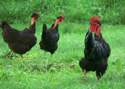 Poulets fermiers