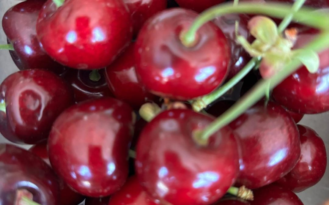 Le temps des Cerises